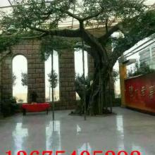 山東冬青景觀園林